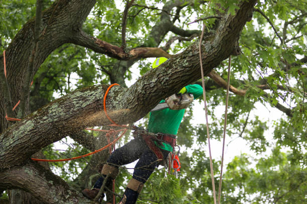 Best Lawn Maintenance Plans  in Lake City, SC