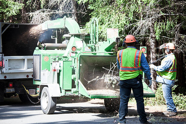 Best Storm Damage Tree Cleanup  in Lake City, SC