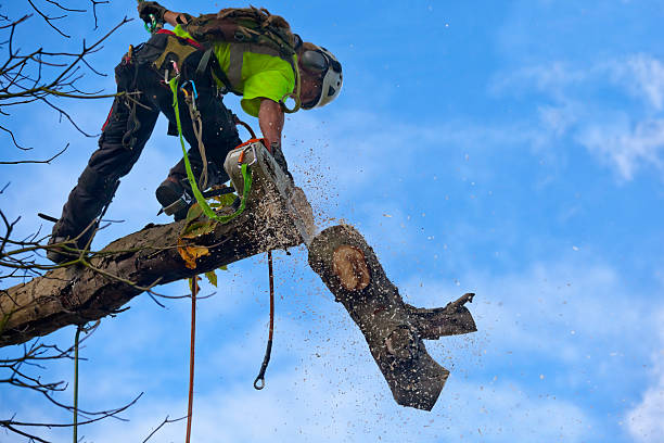 Best Tree Trimming and Pruning  in Lake City, SC